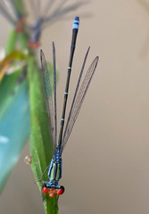 Pseudagrion sjoestedti