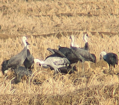 Grus grus × monacha