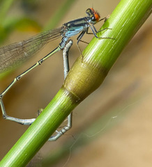 Pseudagrion sjoestedti