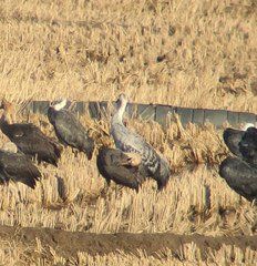 Grus grus × monacha