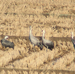 Grus grus × monacha