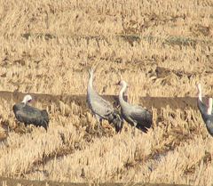 Grus grus × monacha