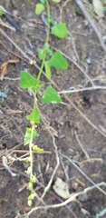 Chenopodium trigonon