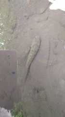 Channa striata