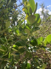 Elaeodendron xylocarpum