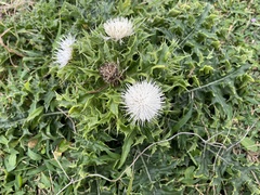 Cirsium brevicaule