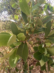 Elaeodendron xylocarpum