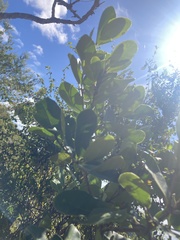 Elaeodendron xylocarpum