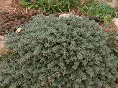 Teucrium karpasiticum