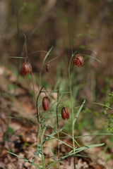 Fritillaria montana