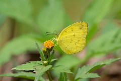 Eurema simulatrix