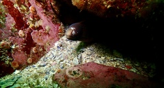 Gymnothorax thyrsoideus