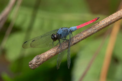 Orthetrum schneideri