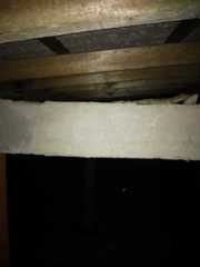 Hemidactylus parvimaculatus