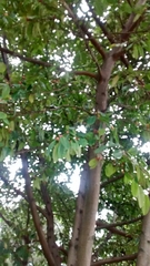 Ficus soatensis