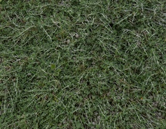 Teucrium karpasiticum