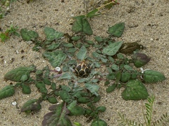 Crocodilium creticum