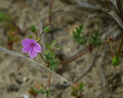Erodium laciniatum