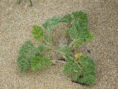 Daucus pumilus
