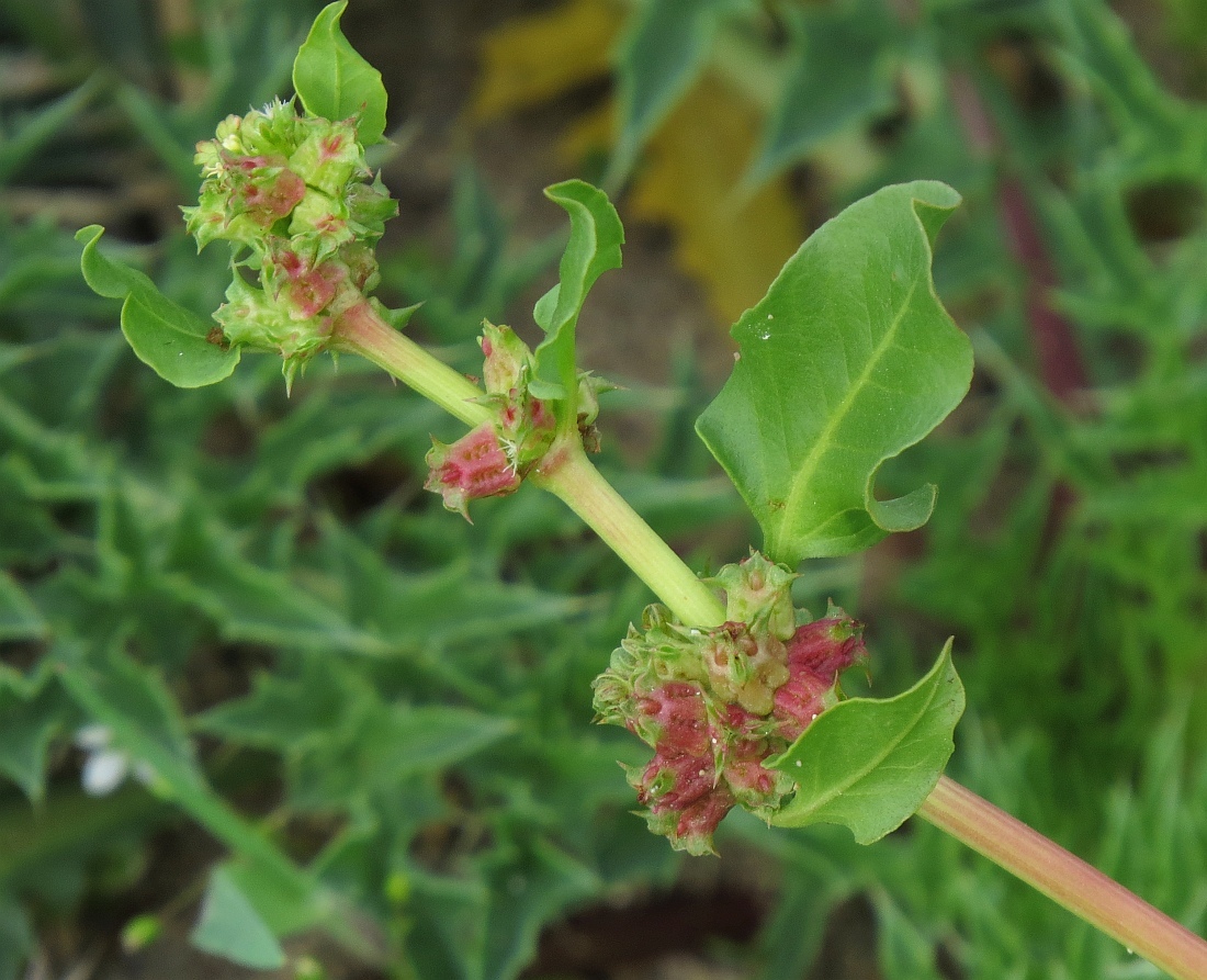 Emex spinosa