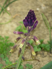 Bellevalia trifoliata