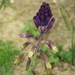 Bellevalia trifoliata - Photo (c) Alenka Mihoric, algunos derechos reservados (CC BY-NC), uploaded by Alenka Mihoric