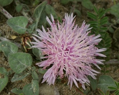 Crocodilium creticum