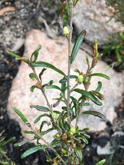 Bertya glandulosa
