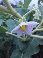 Solanum lichtensteinii