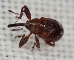 Anthonomus bituberculatus