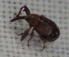 Anthonomus bituberculatus