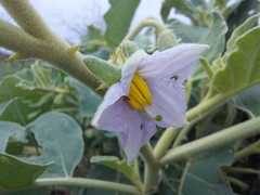 Solanum lichtensteinii
