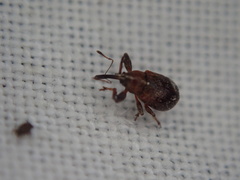 Anthonomus bituberculatus