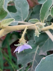 Solanum lichtensteinii