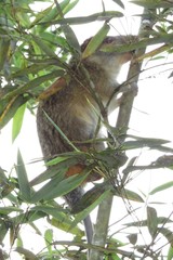 Dactylomys dactylinus