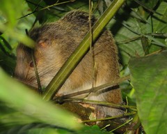 Dactylomys dactylinus