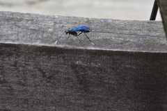 Dotocryptus bellicosus