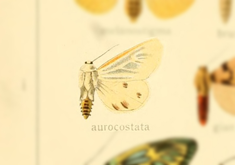 Spilarctia aurocostata