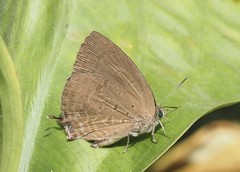 Arhopala khamti
