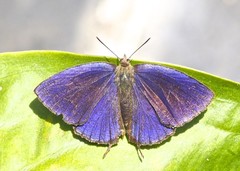 Arhopala khamti