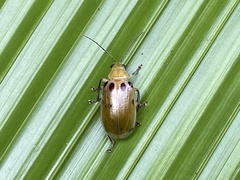 Exora obsoleta