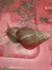 Lissachatina fulica