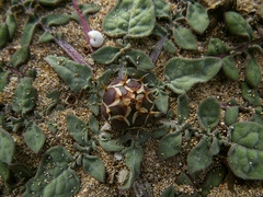 Crocodilium creticum