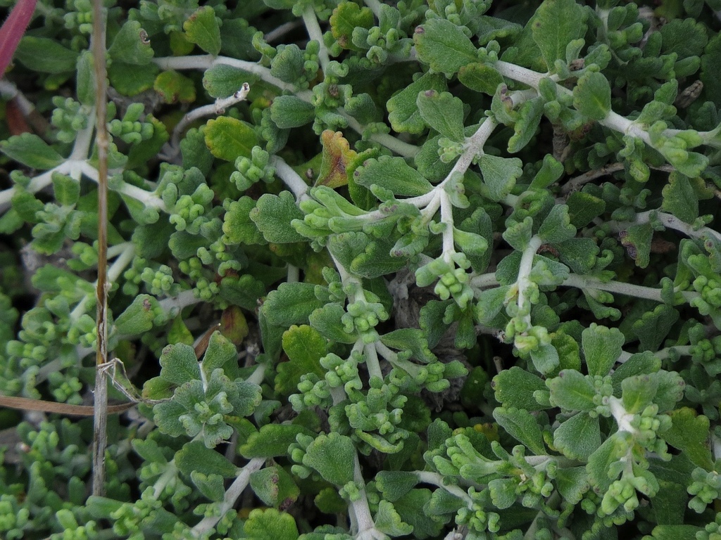 Teucrium karpasiticum