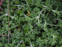 Teucrium karpasiticum