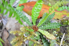 Blechnum mochaenum