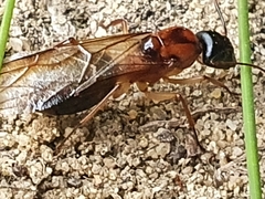 Camponotus consobrinus