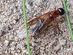 Camponotus consobrinus