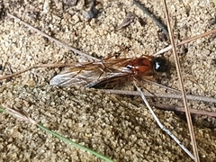 Camponotus consobrinus