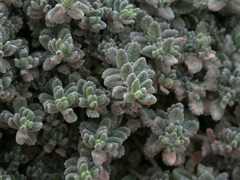 Teucrium karpasiticum